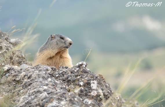 Kayak, canoeing, rafting, canyoning - Mille Vents campsite