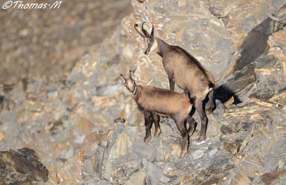 Kayak, canoeing, rafting, canyoning - Mille Vents campsite