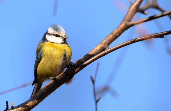 Kayak, canoeing, rafting, canyoning - Mille Vents campsite