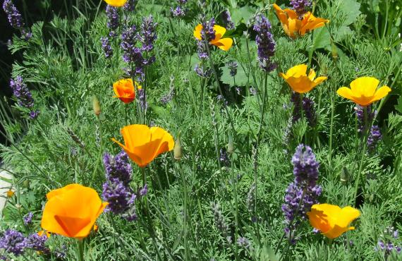 Kayak, canoeing, rafting, canyoning - Mille Vents campsite