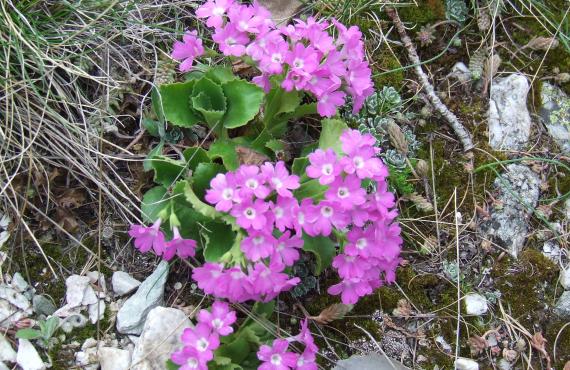 Kayak, canoeing, rafting, canyoning - Mille Vents campsite