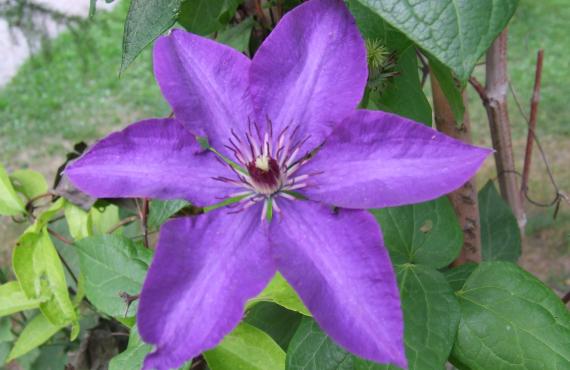 Kayak, canoeing, rafting, canyoning - Mille Vents campsite