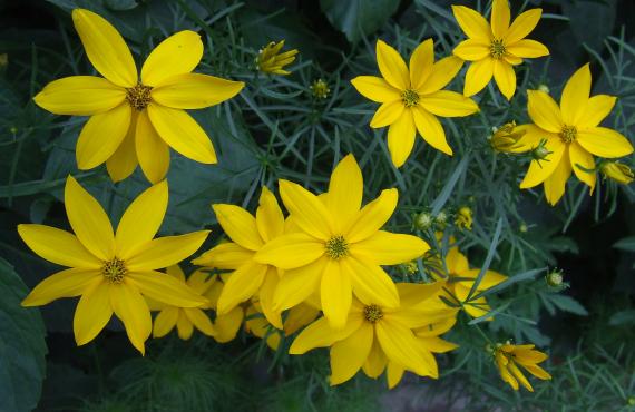 Kayak, canoeing, rafting, canyoning - Mille Vents campsite