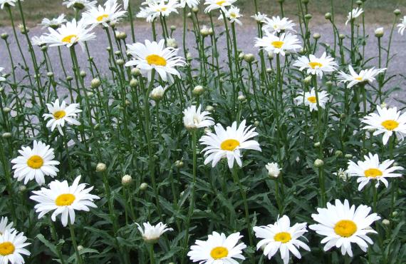 Kayak, canoeing, rafting, canyoning - Mille Vents campsite