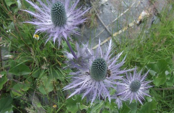 Kayak, canoeing, rafting, canyoning - Mille Vents campsite