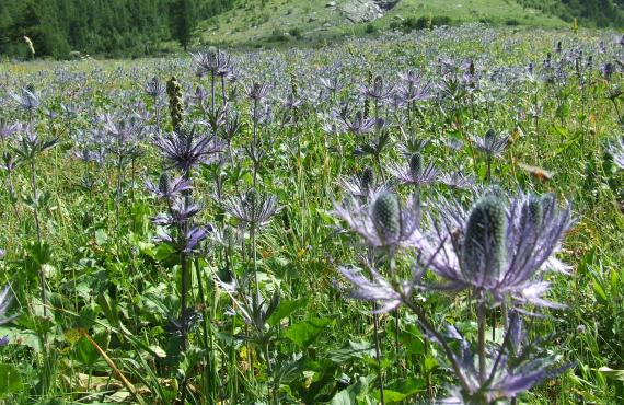 Kayak, canoeing, rafting, canyoning - Mille Vents campsite