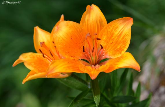 Kayak, canoeing, rafting, canyoning - Mille Vents campsite