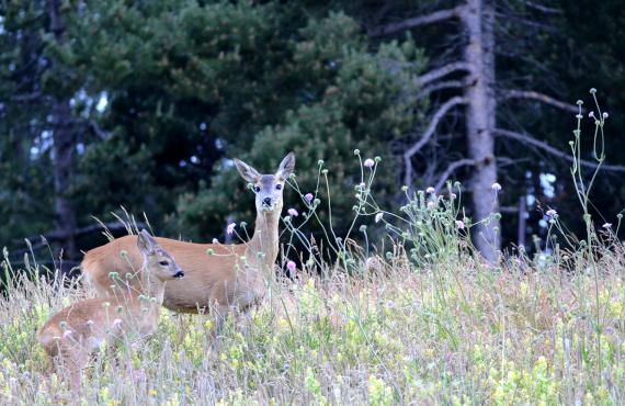 Kayak, canoeing, rafting, canyoning - Mille Vents campsite