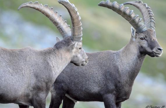 Kayak, canoeing, rafting, canyoning - Mille Vents campsite