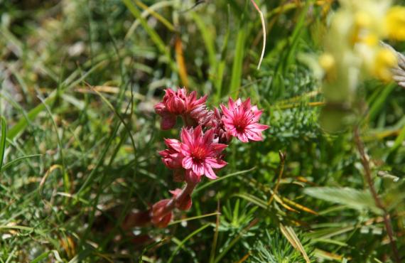 Kayak, canoeing, rafting, canyoning - Mille Vents campsite
